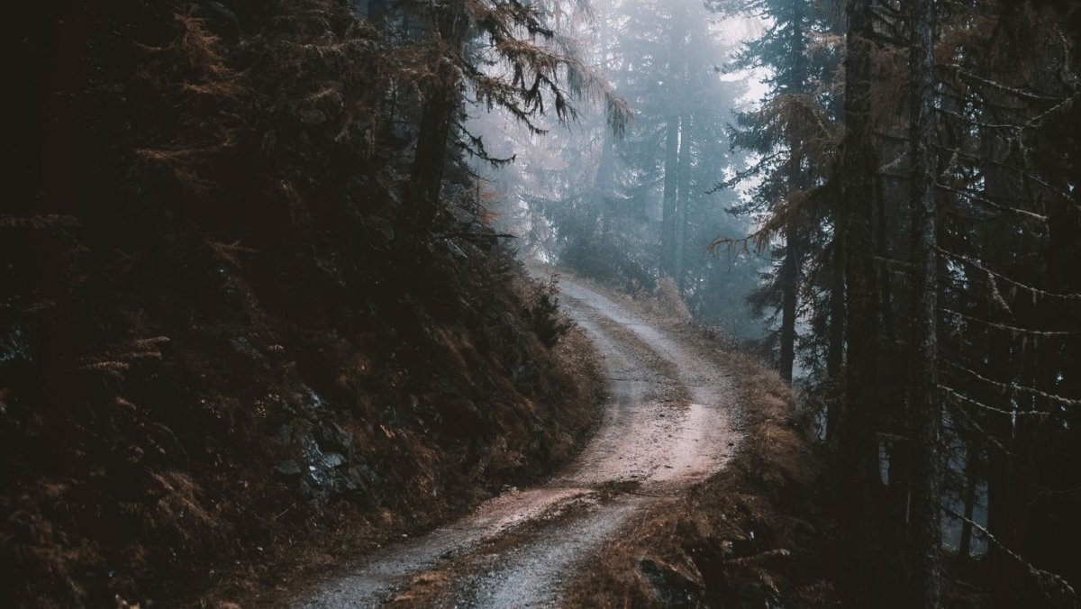 Дорога лес дождь 4 k