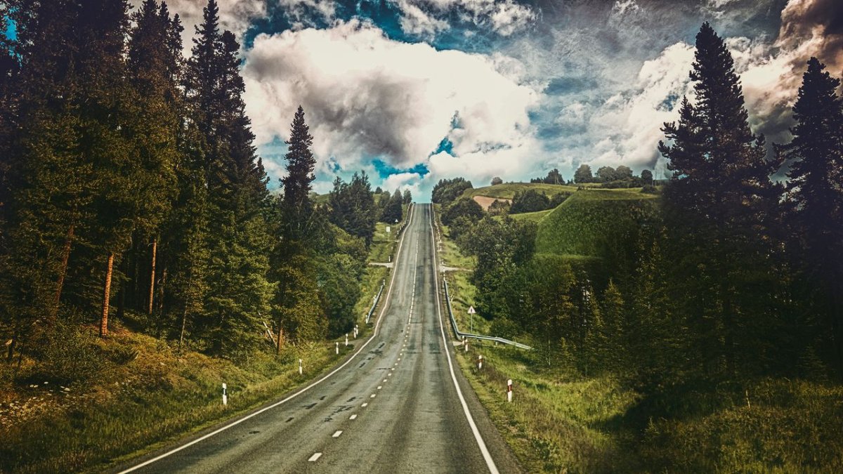 Обои на рабочий стол лес