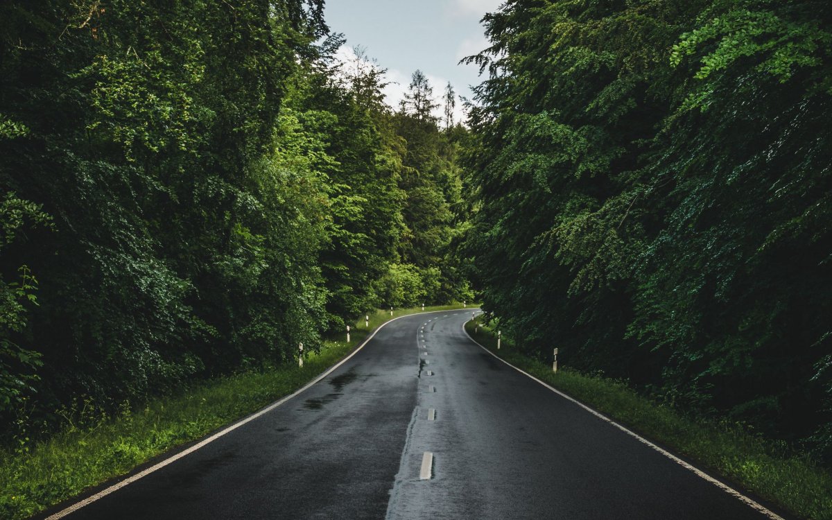 Прямая дорога в лесу