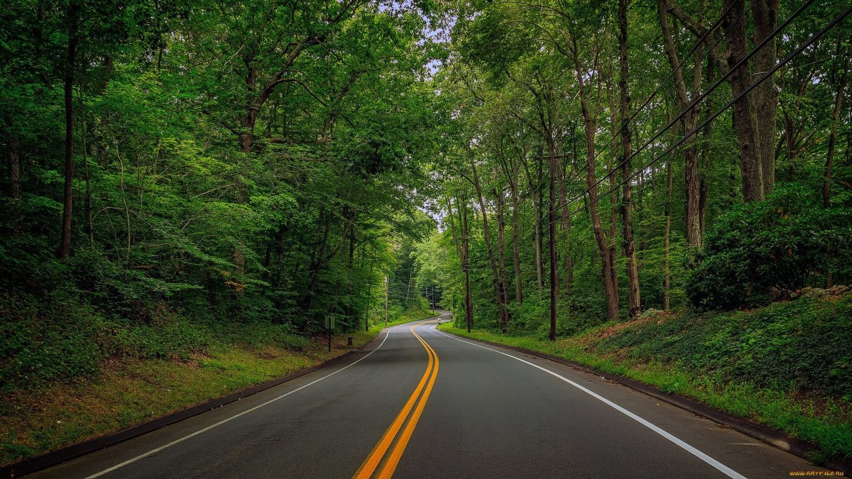 Дорога в лесу ночью