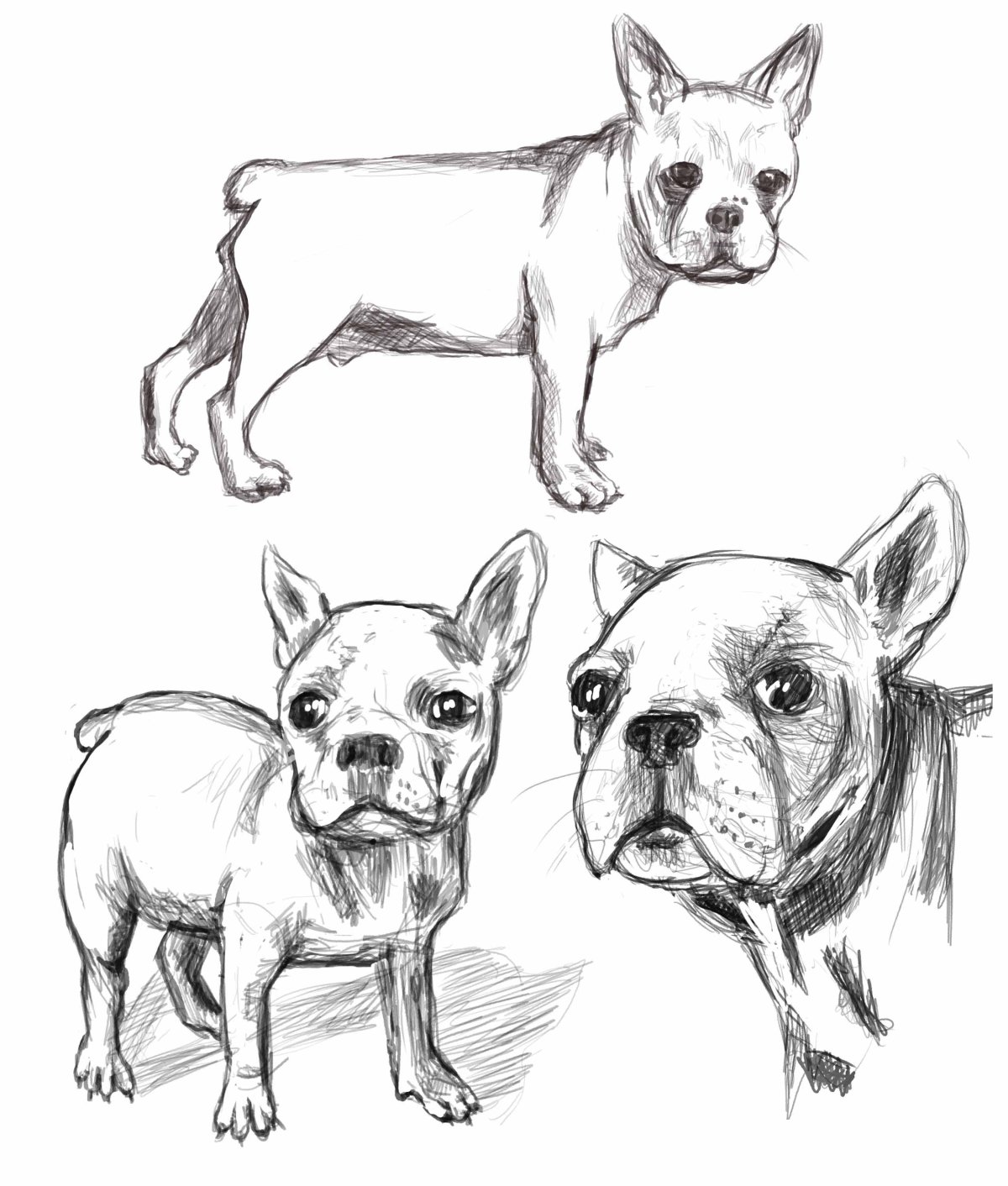 Бульдог скетч