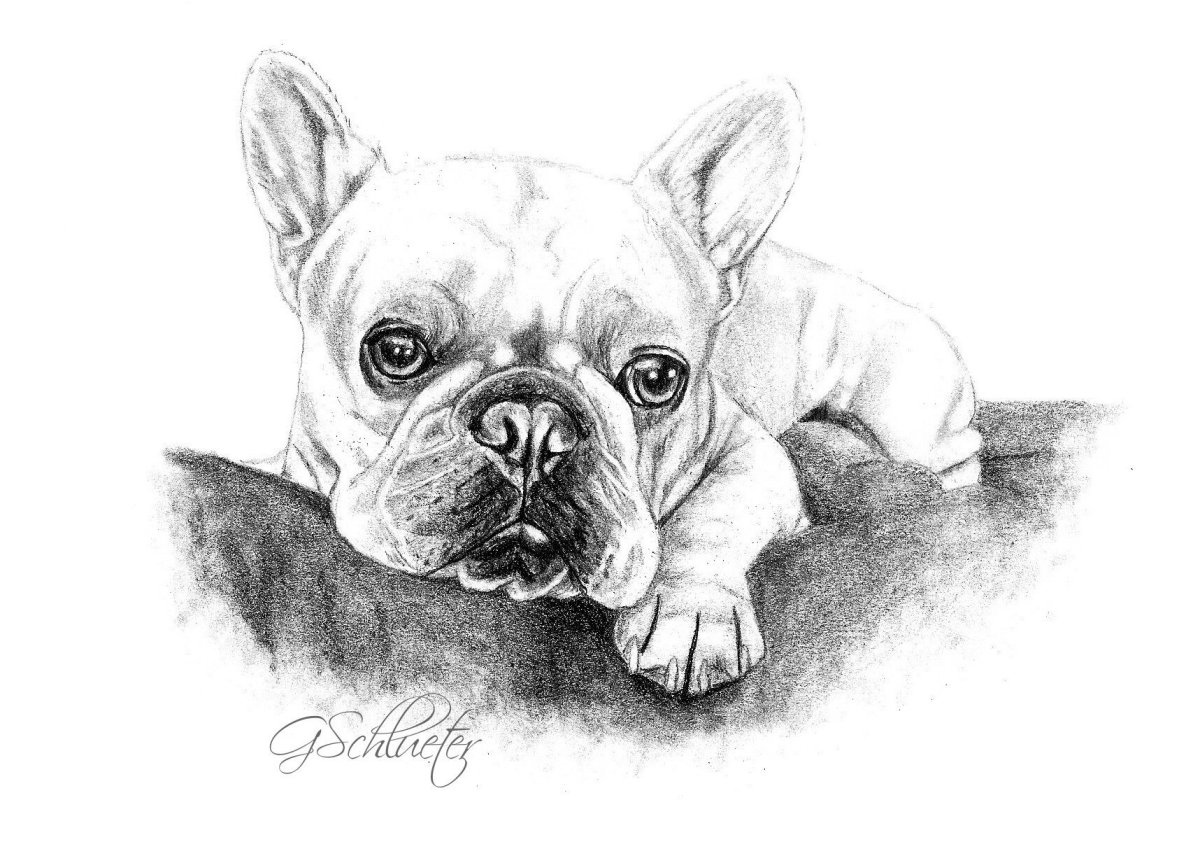 Рисунки для срисовки французский бульдог