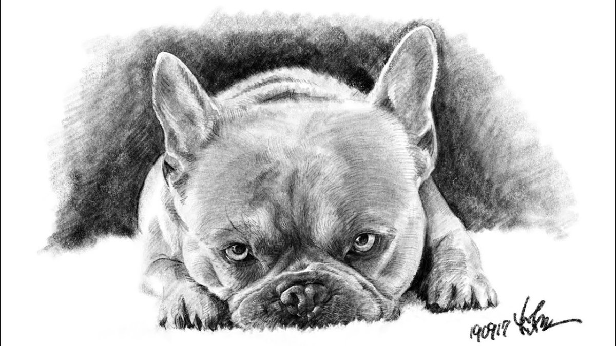 Силуэт бульдога французского Минимализм