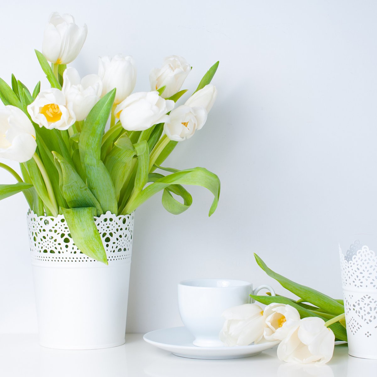 Белые тюльпаны