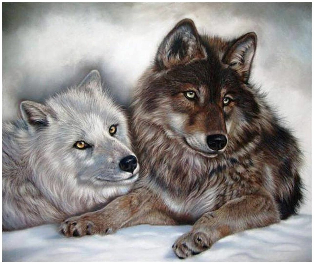 Волк, волчица,семья Волков