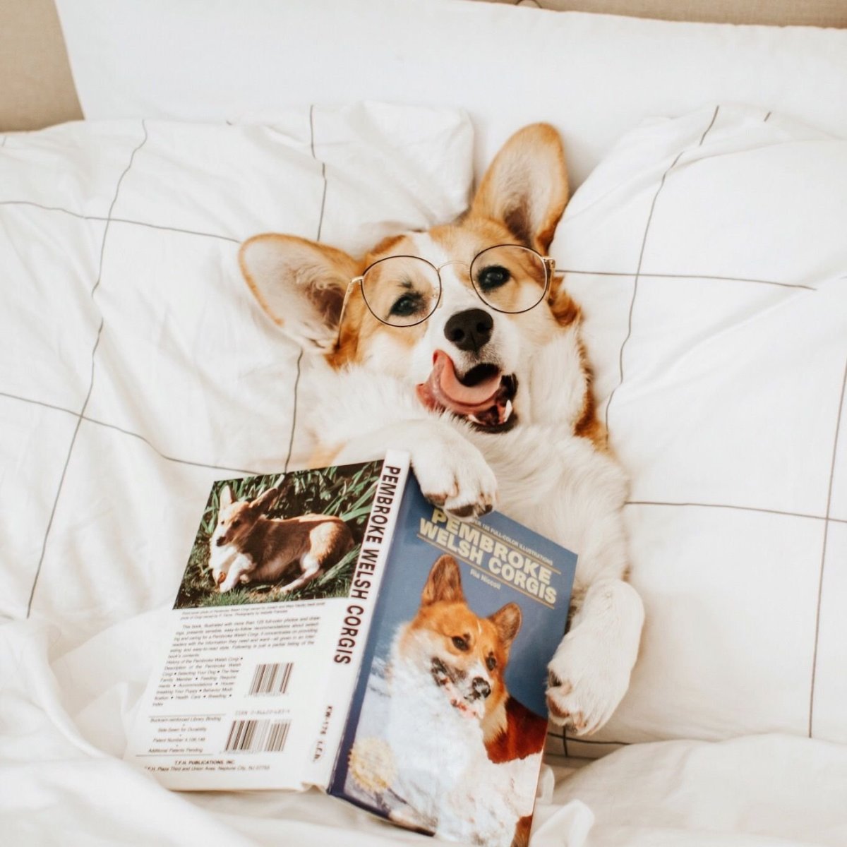 Пакет с корги