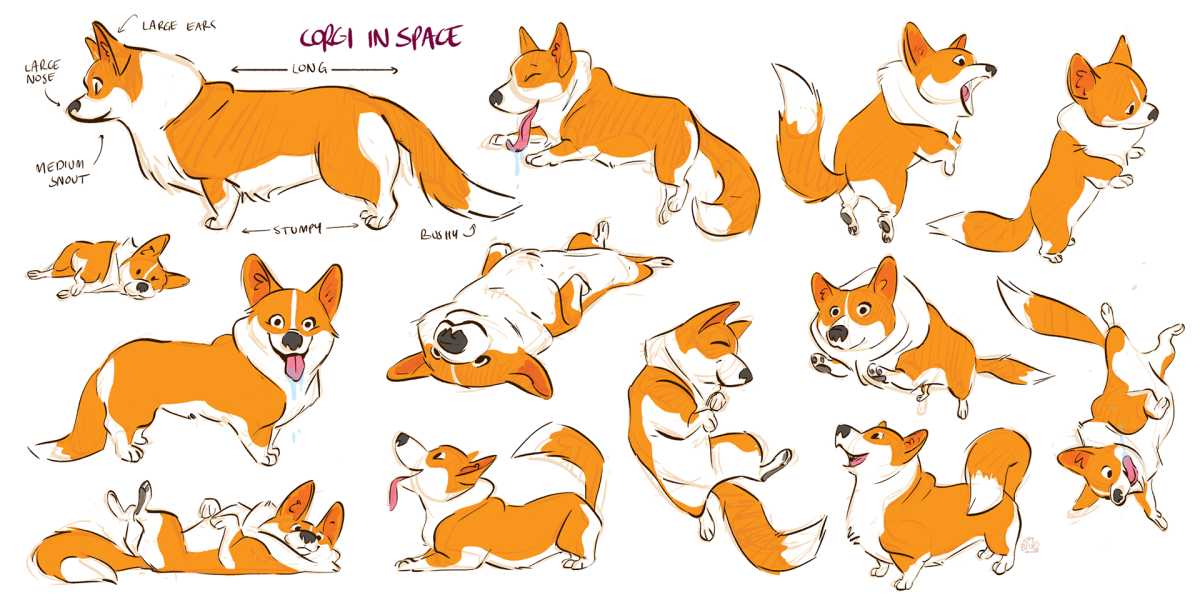 Референс собаки корги