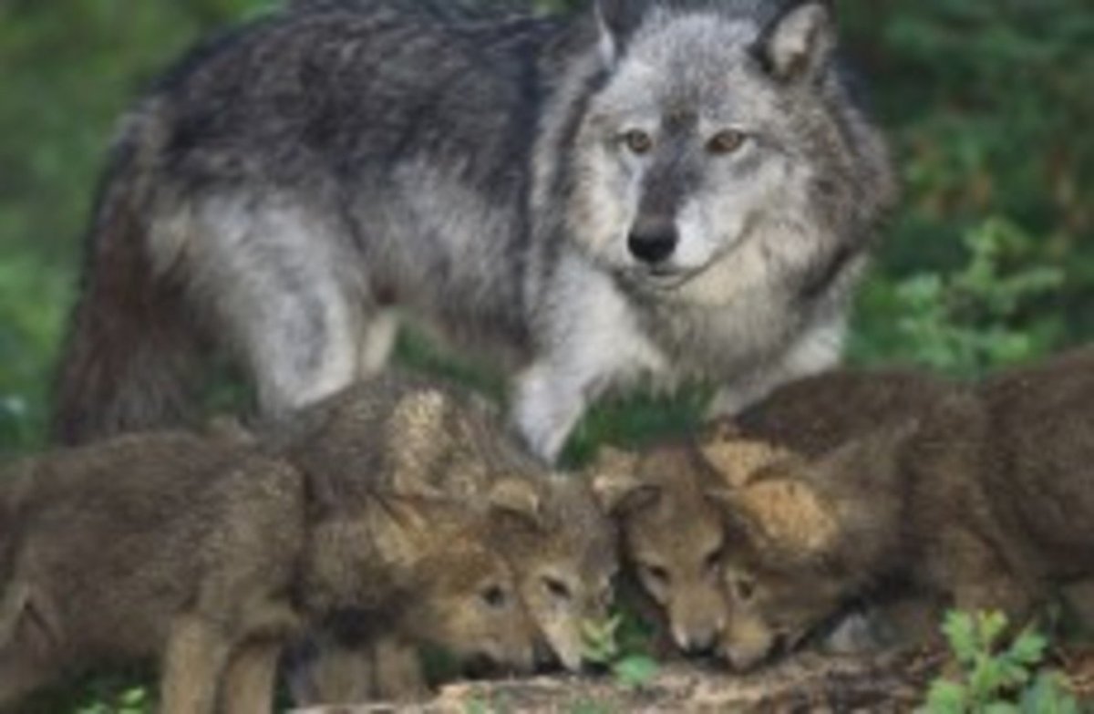 Волчья стая сериал