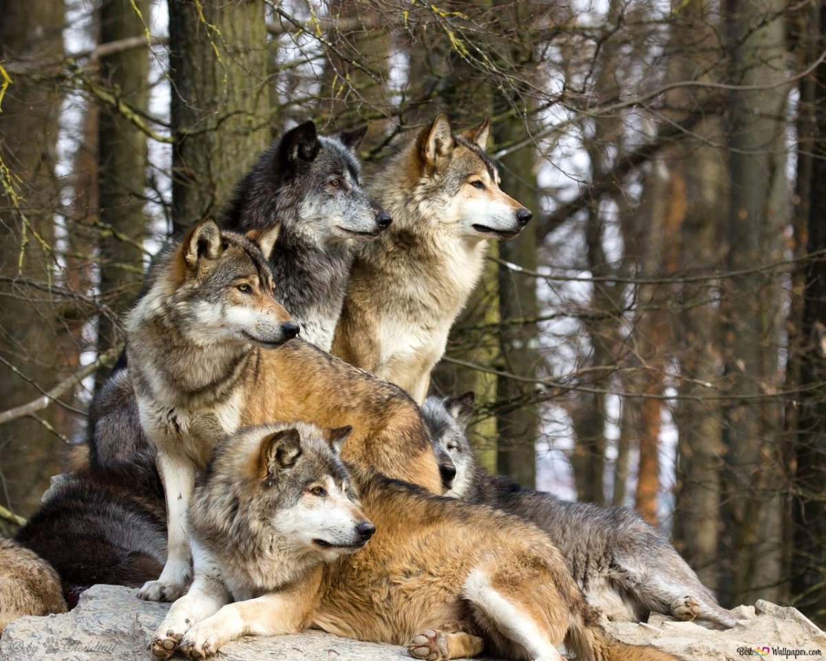 Семейство Волков