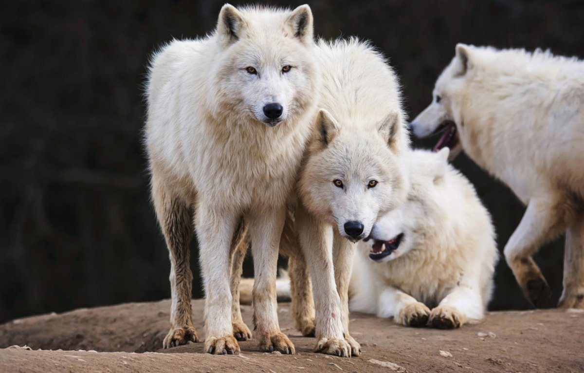 Волки семья