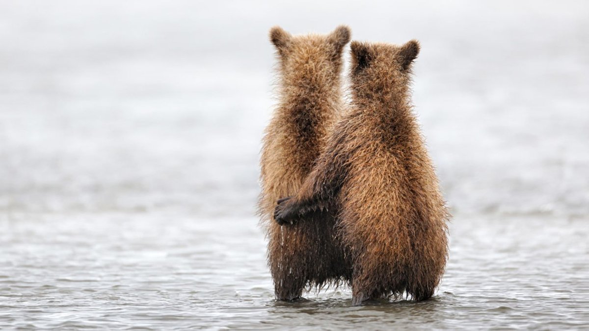 Плюшевые мишки обнимаются