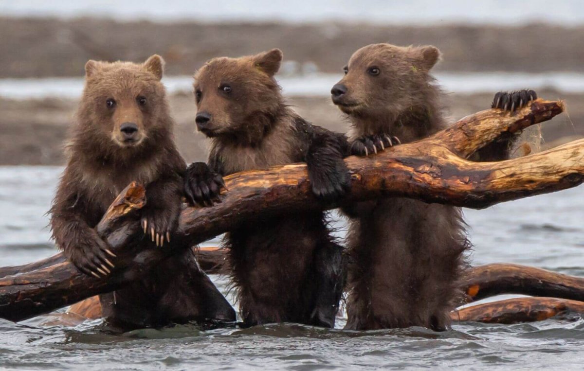 Игрушки акварель