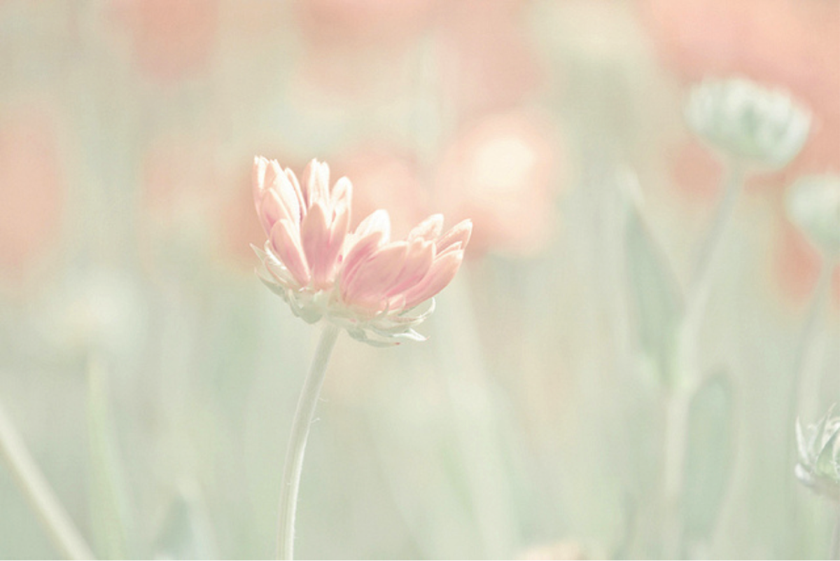 Цветы в пастельных тонах