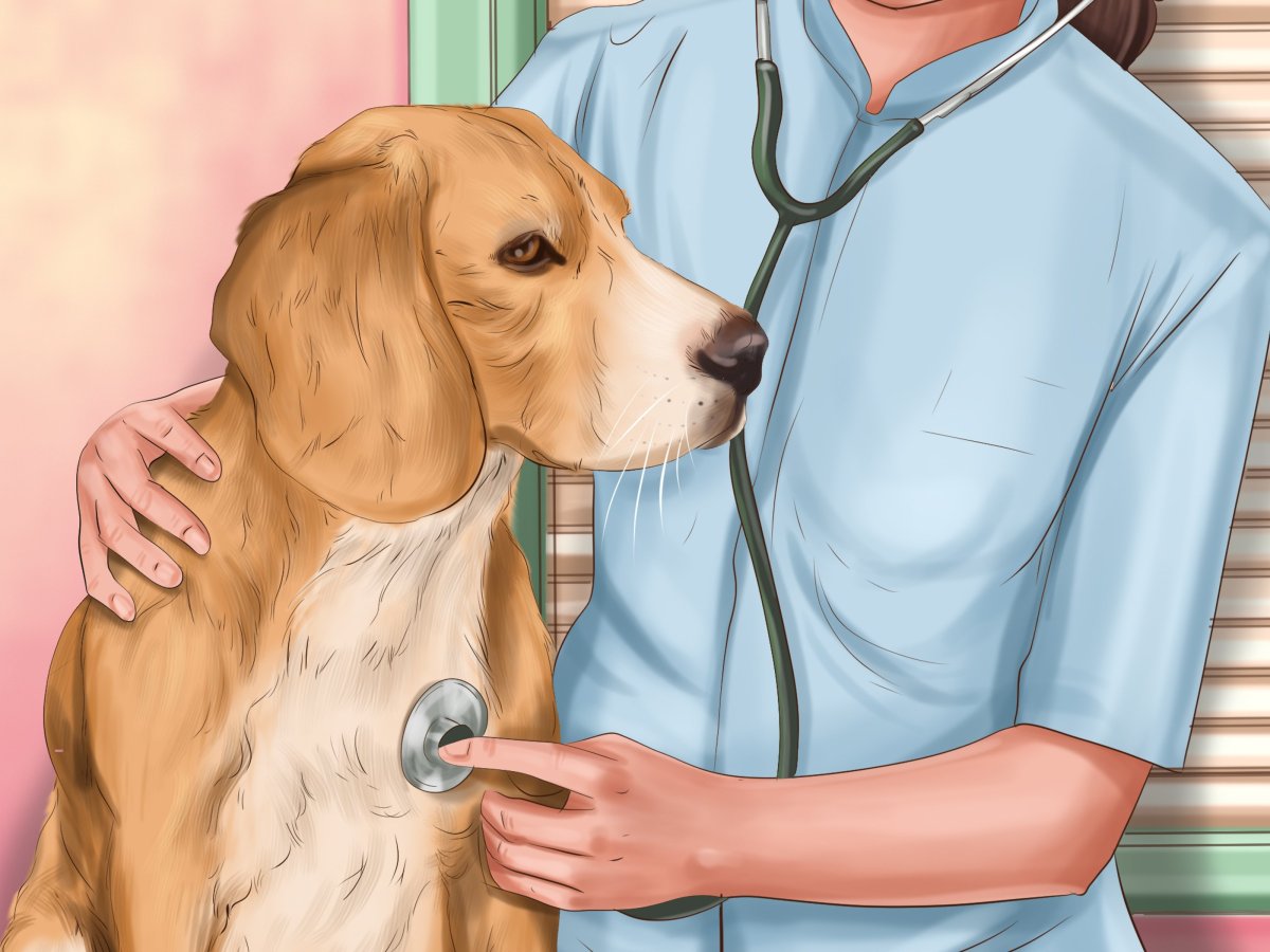 Инструменты ветеринара вектор