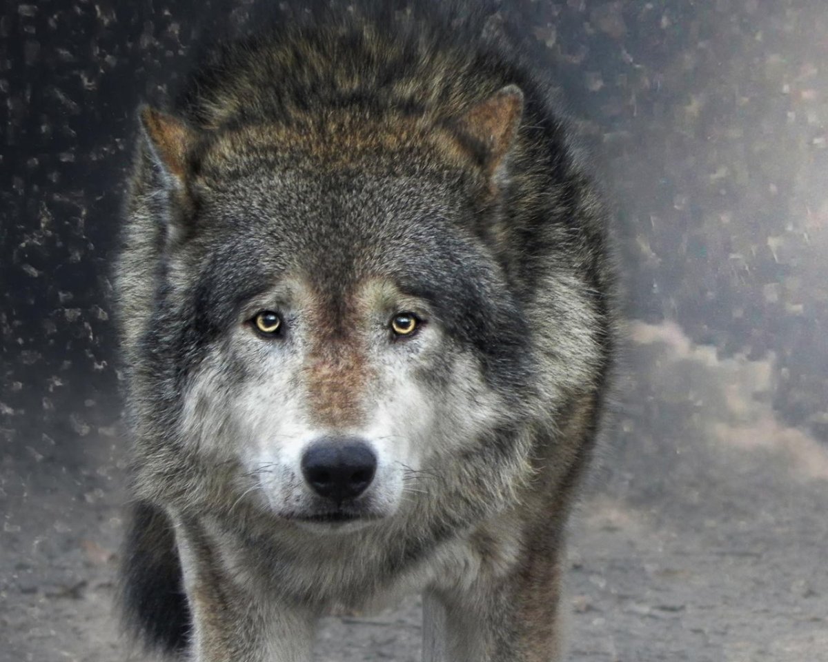 Одинокий волк