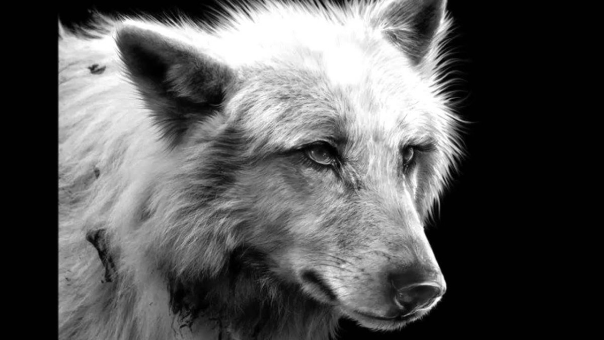 Черная волчица с красными глазами