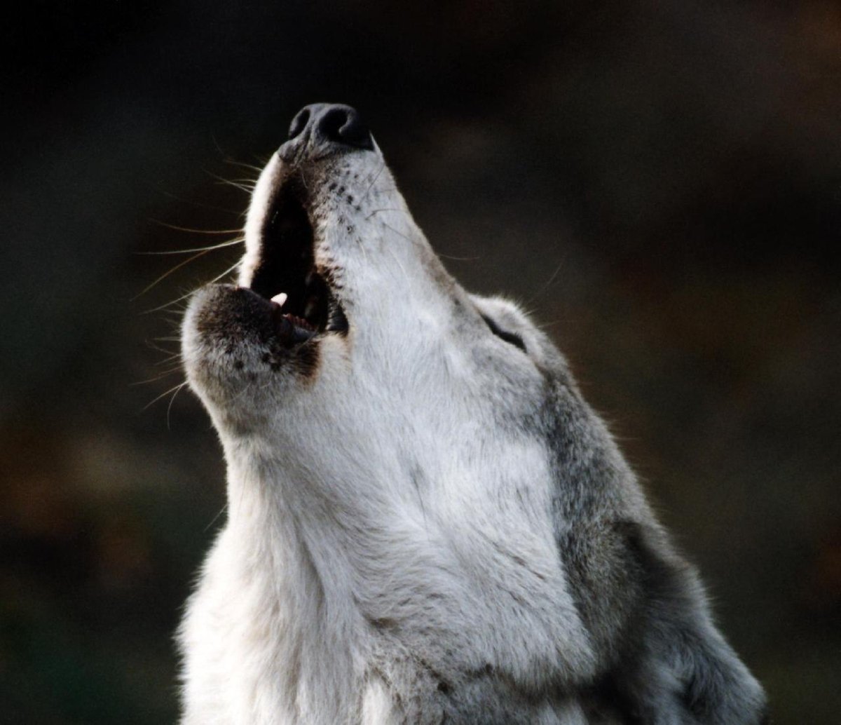 Вой одинокого волка