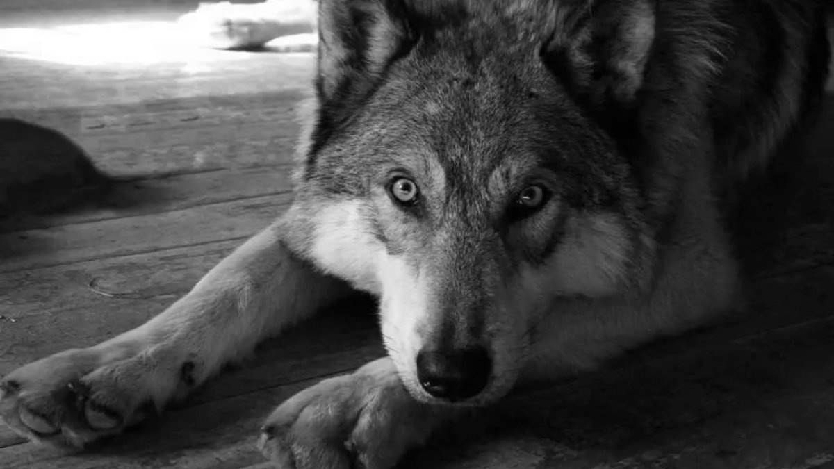 Волк слабее