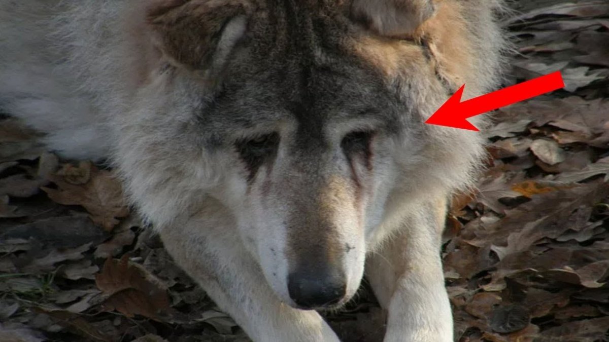 Волк плачет