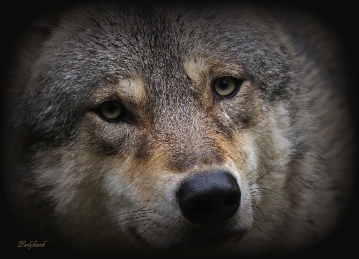 Волк грустит
