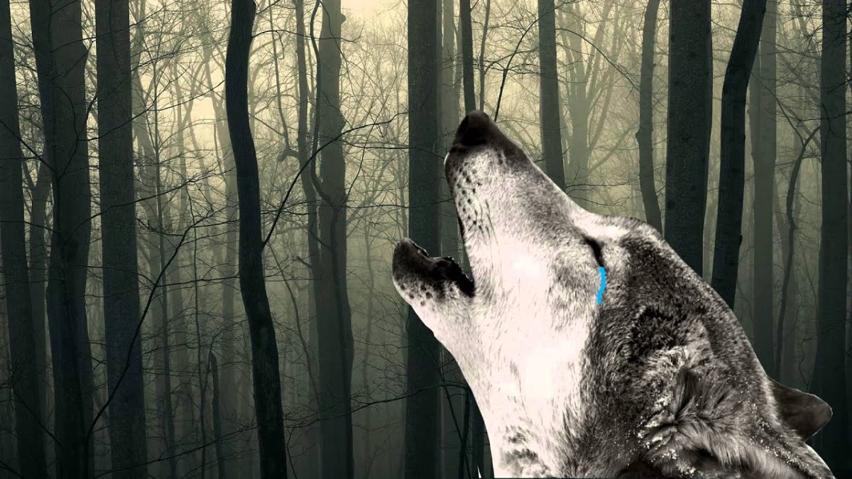 Волк плачет фото