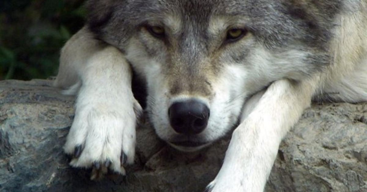 Волк грустный взгляд