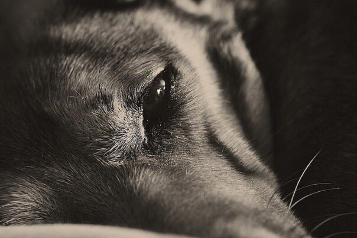 Слезы волка