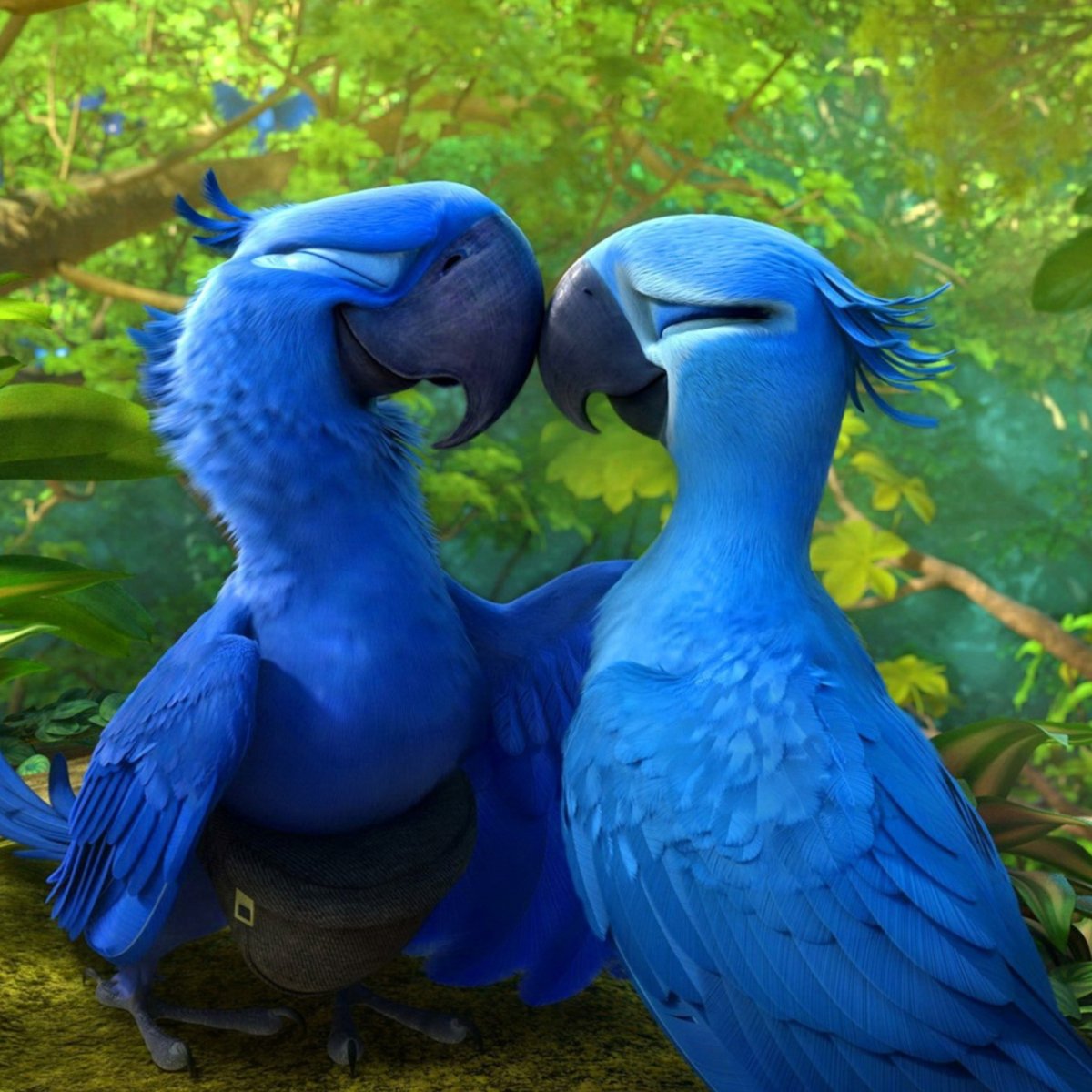 Рио Голубчик птенец