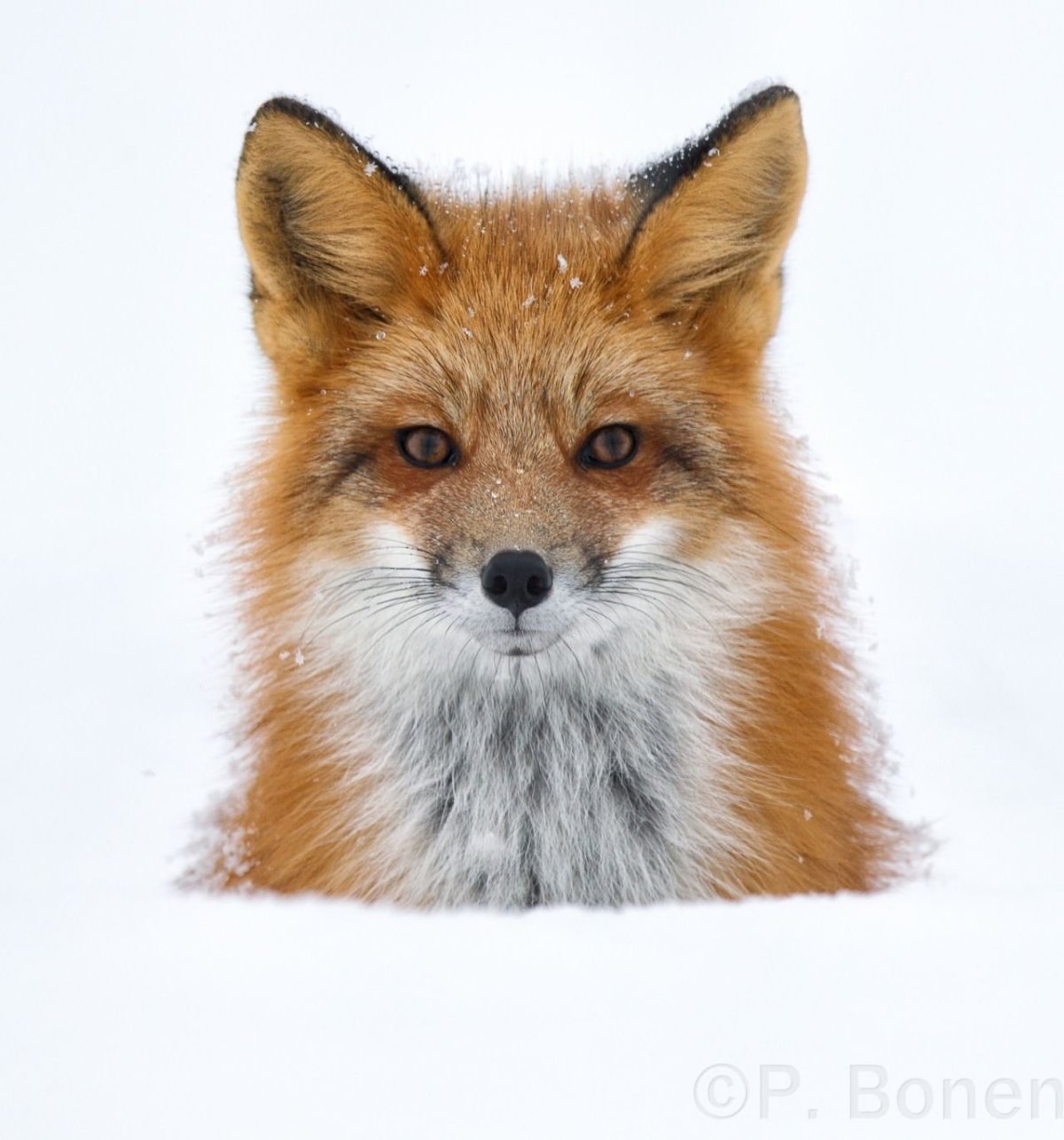 Геометрик Энимал лиса