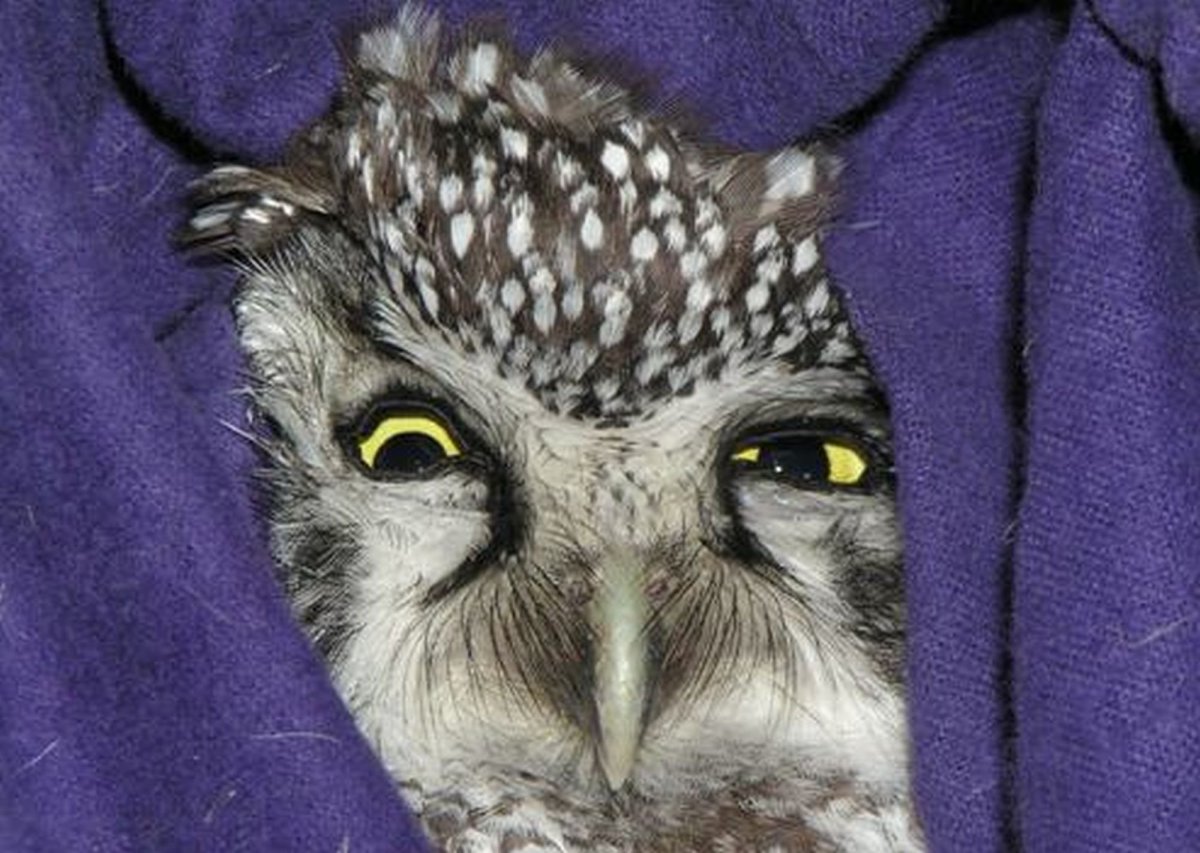 Доброй ночи Сова