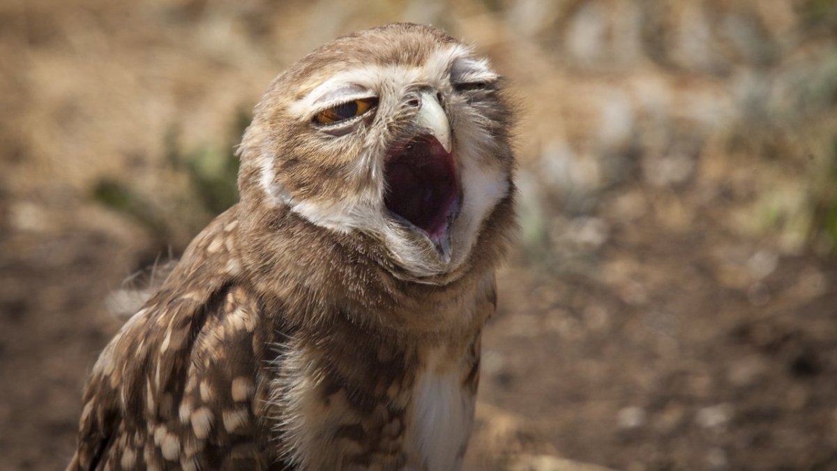 Сонная Сова