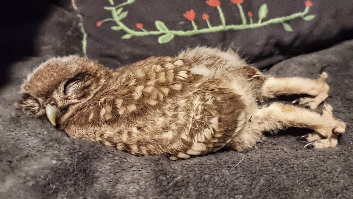 Невыспавшаяся Сова