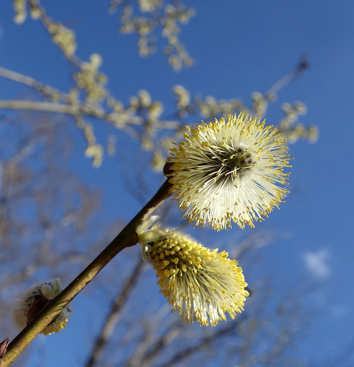 Природа Весна апрель