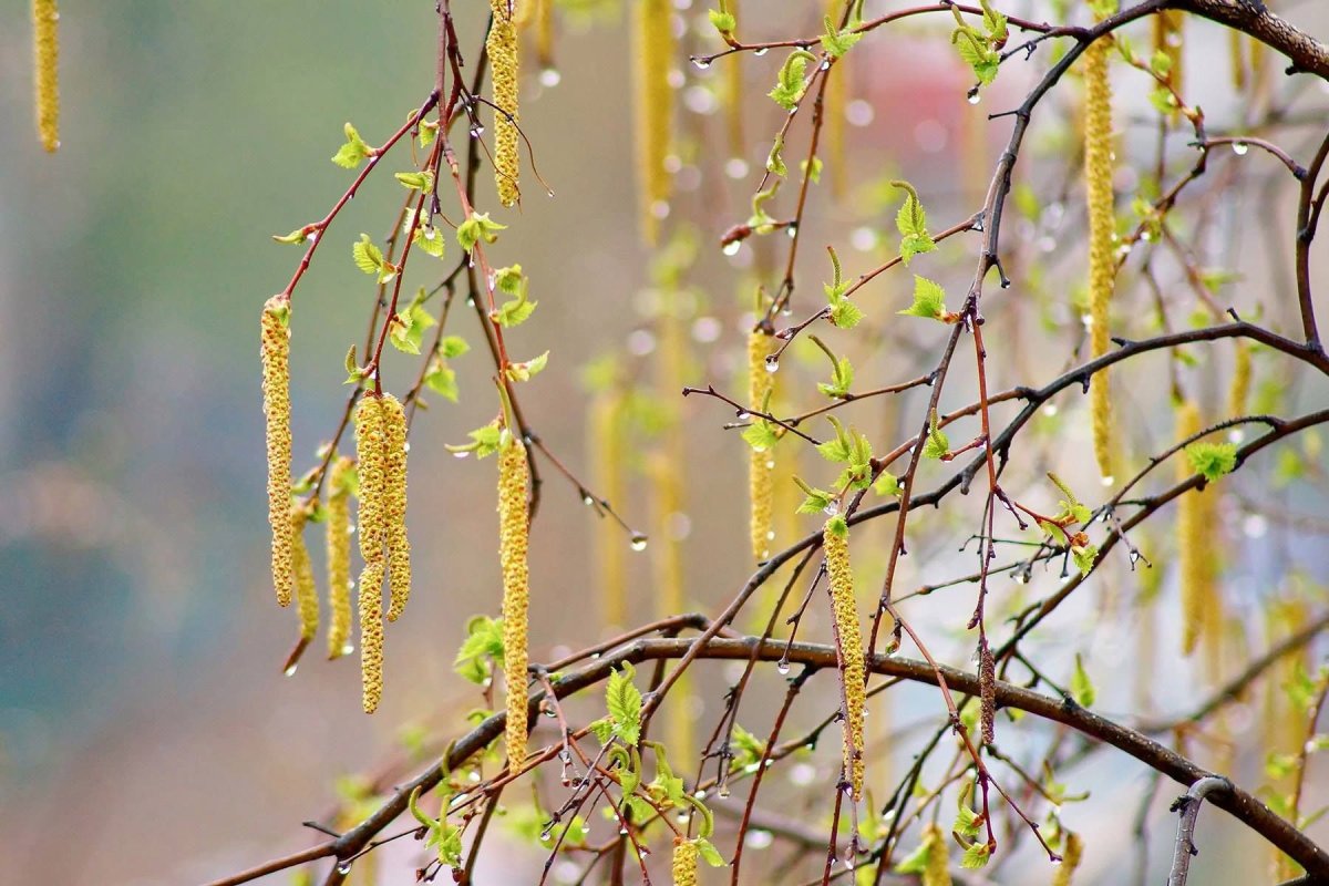 Деревья ранней весной