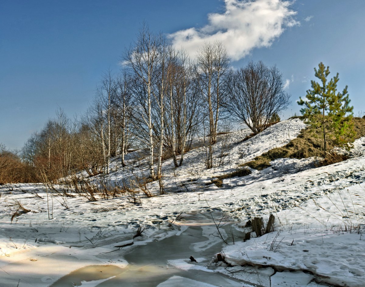 Береза повислая цветение
