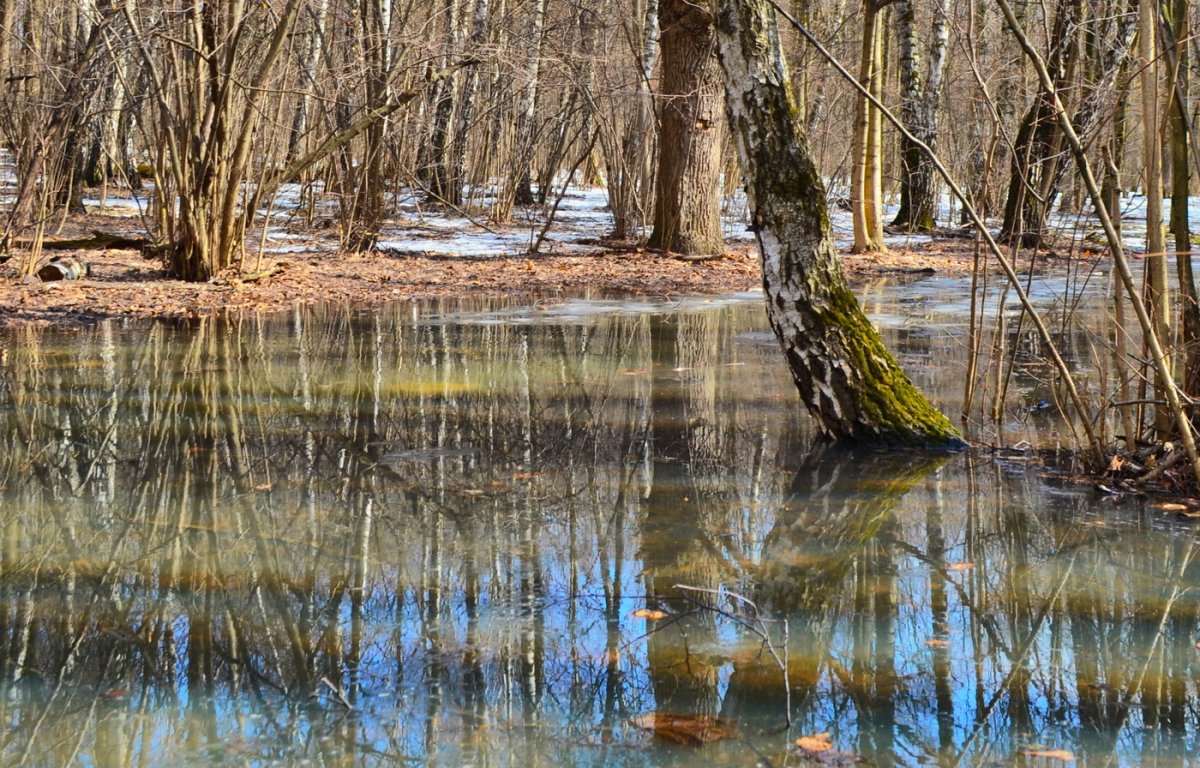 Ранняя Весна снег цветы