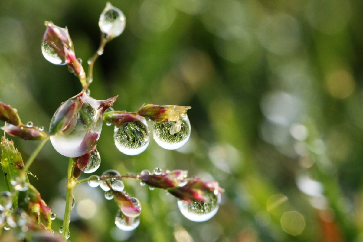 Весна природа