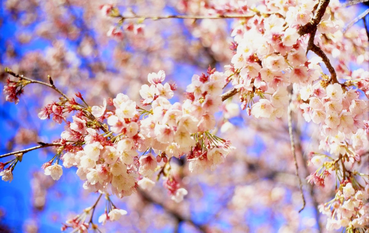 Весна апрель