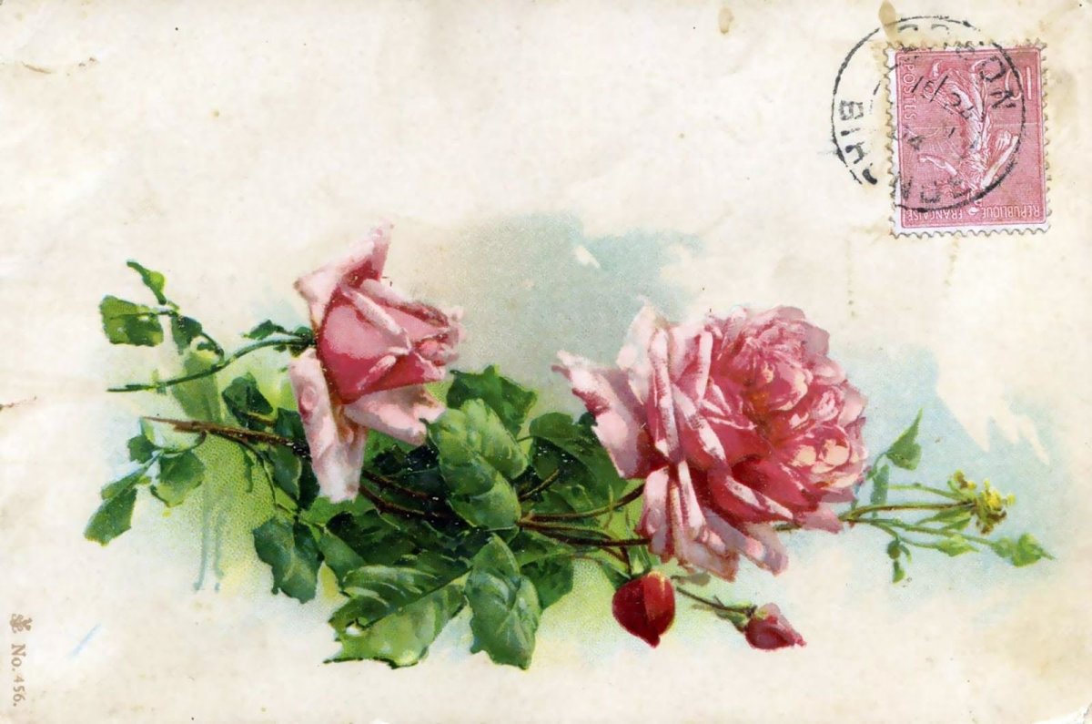 Катарина Кляйн розы