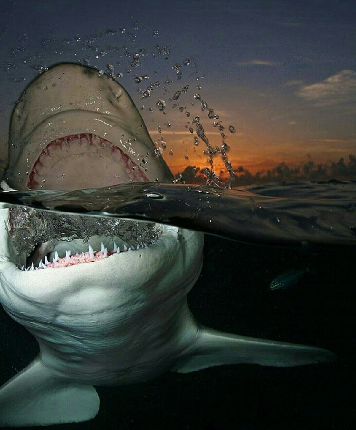 Дип Блю акула