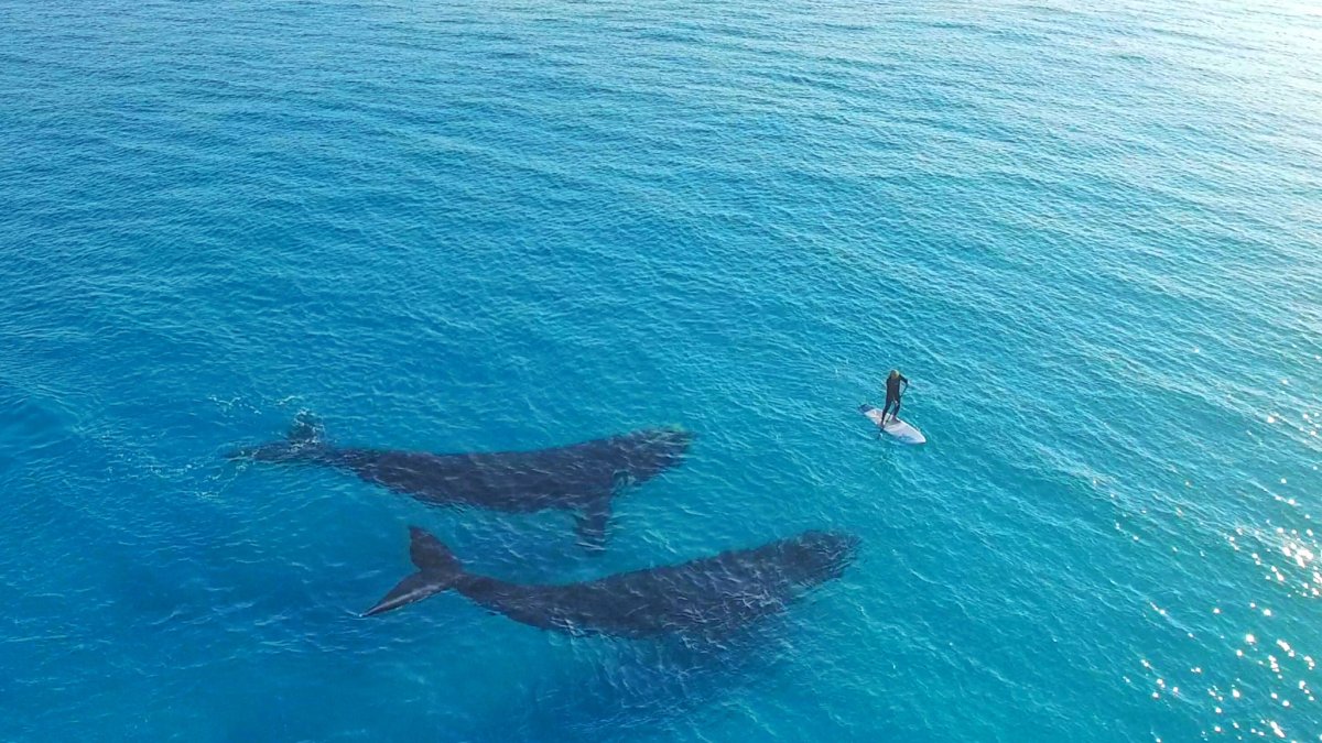 Киты в океане