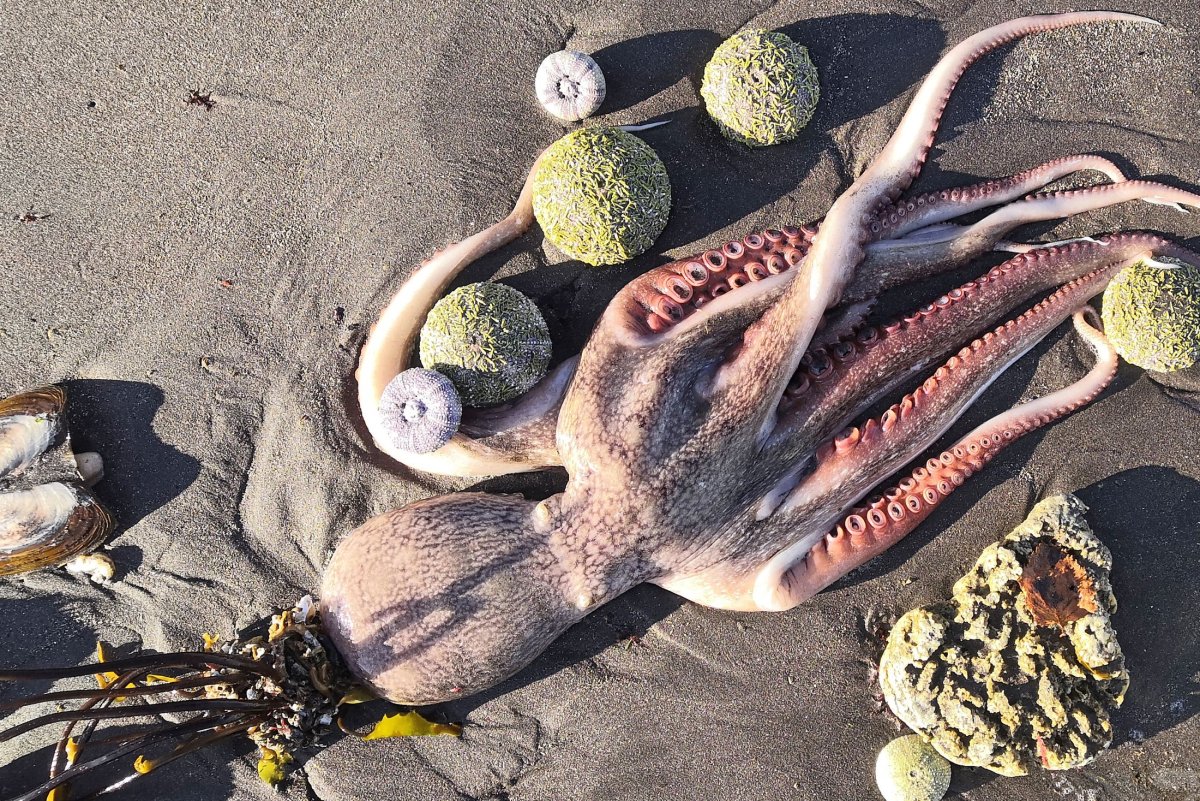 Массовая гибель животных на Камчатке (2020)