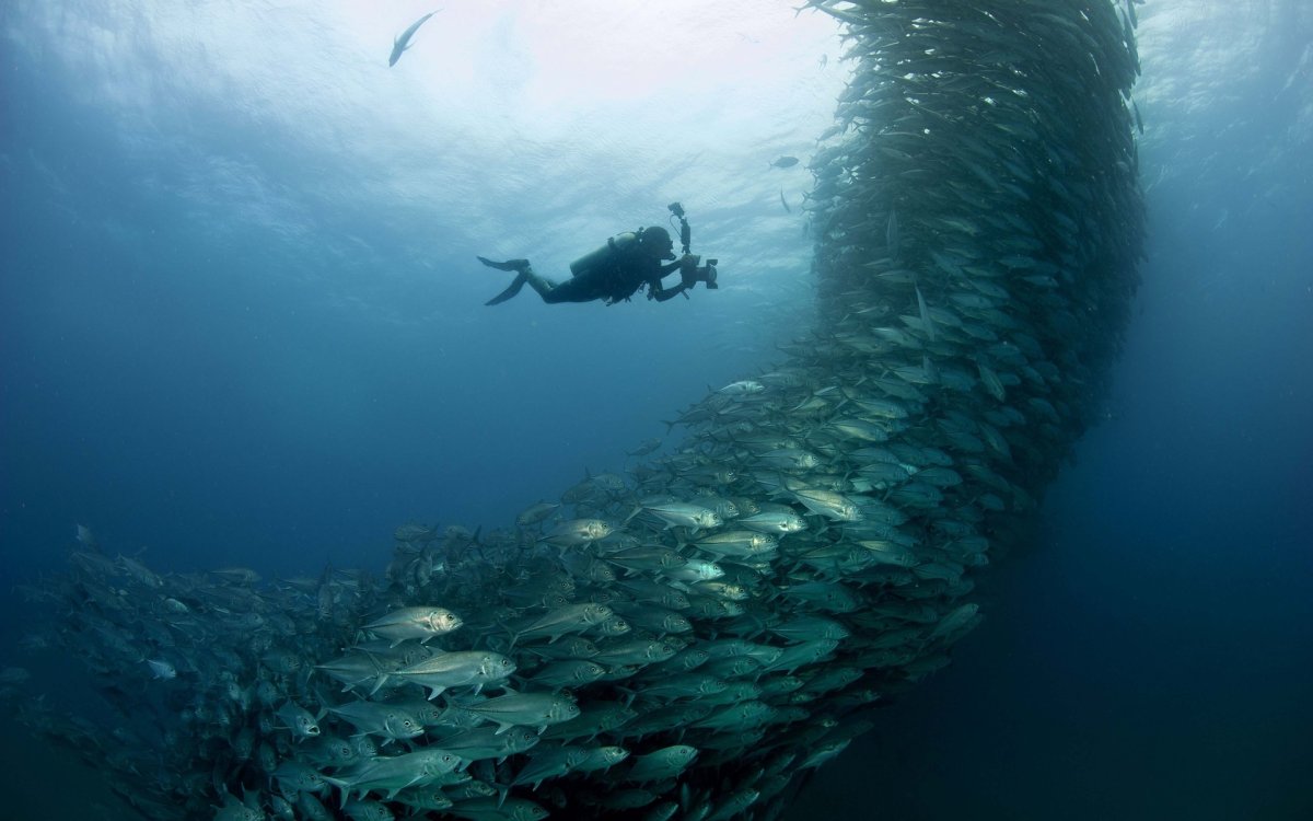 Подводные съемки океана