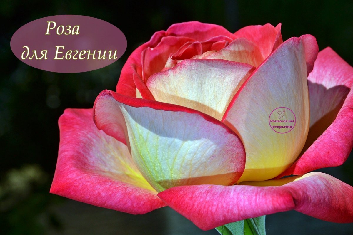 ЖЕНЕЧКАС днём рождения