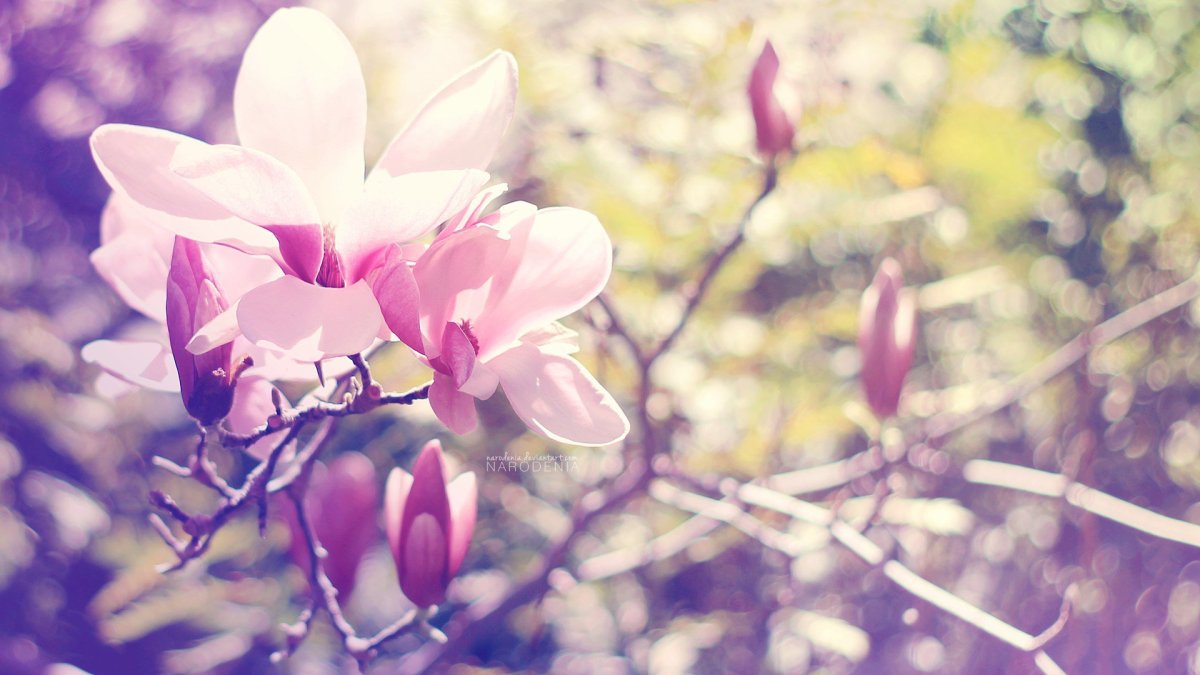 Магнолия сиреневая