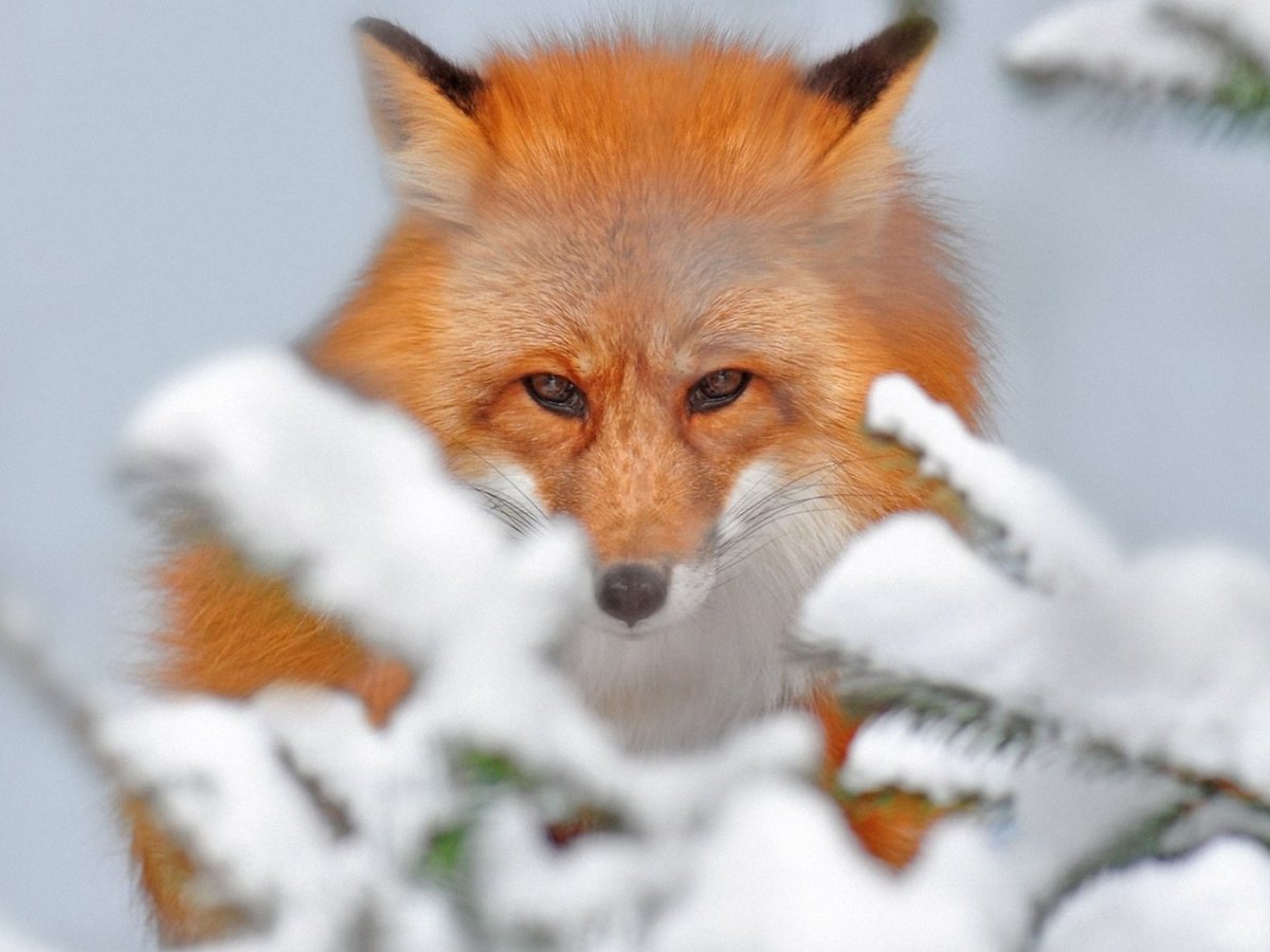 Зимняя лиса