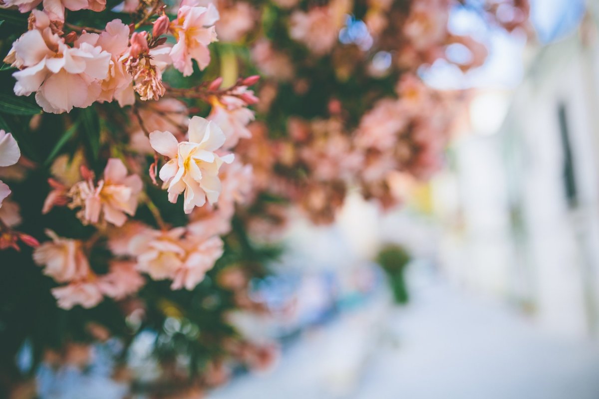 Весенний фон Эстетика