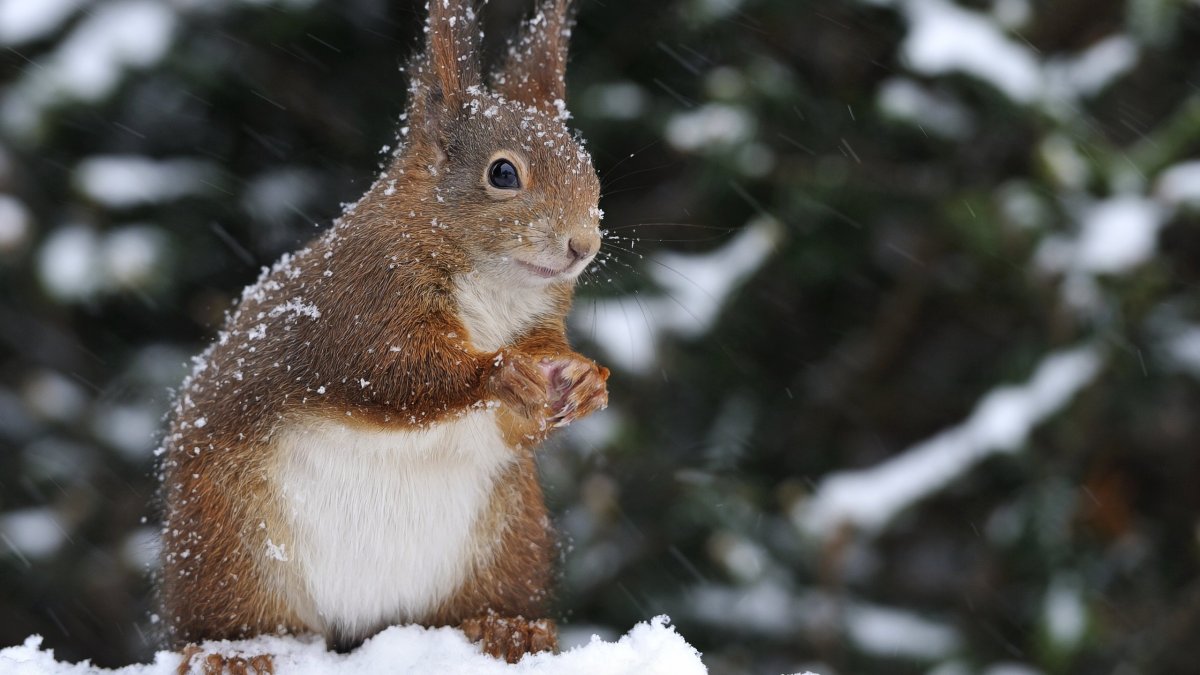 Звери зимой
