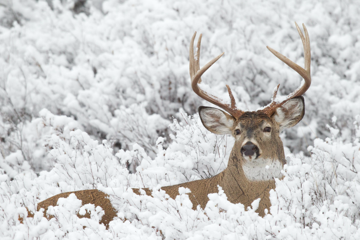 Олень в заснеженном лесу