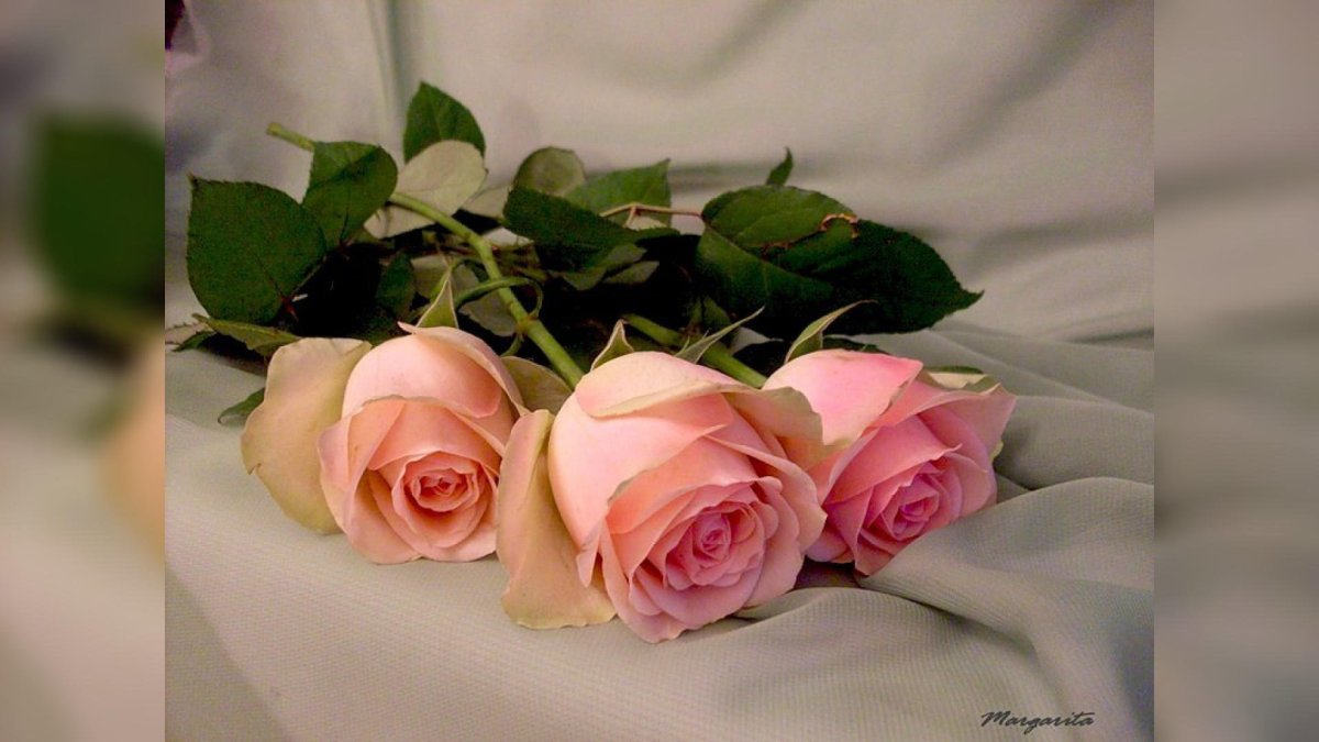 Любимая моя жена